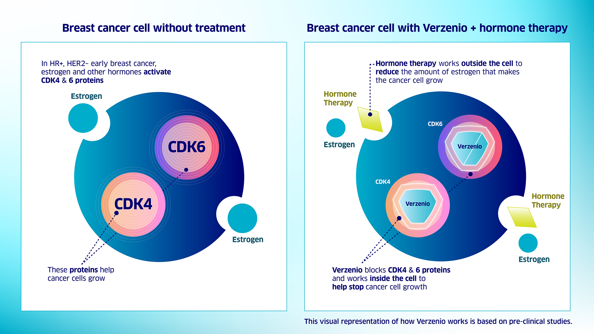 Illustration of breast cancer cell without treatment and with Verzenio
