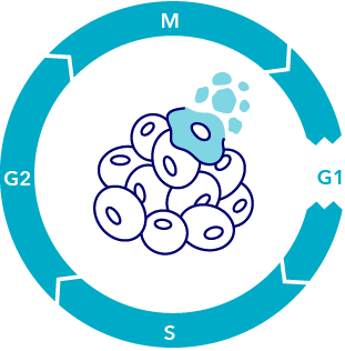 Image depicting the effects of continuous exposure to Verzenio (in vitro)